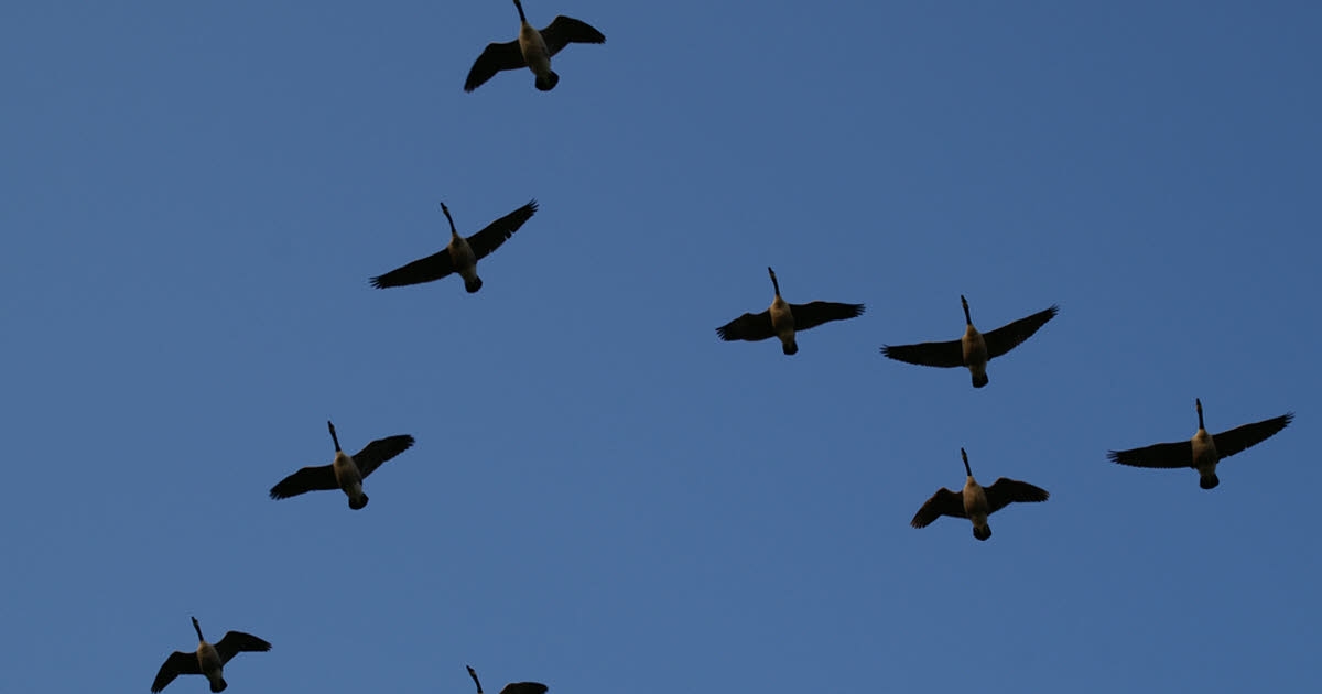 Gezondheid. Vogelgriep: meerdere dode vogels ontdekt in de Elzas