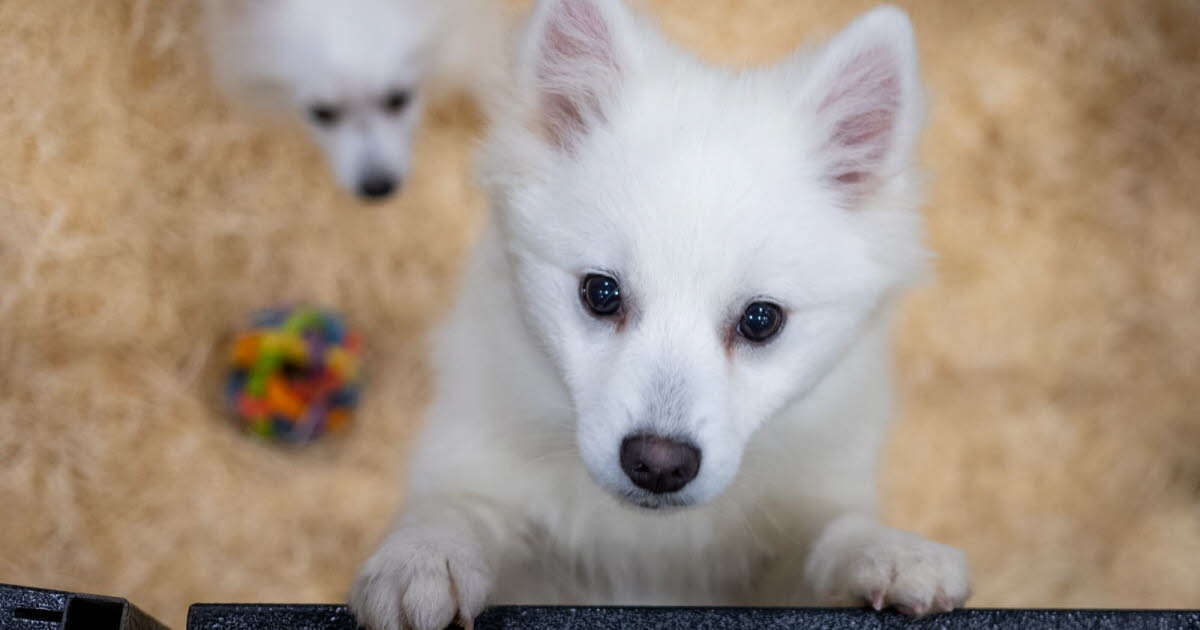 Hayvanlar. Veteriner hekimleri endişelendiren, köpekler için ölümcül bir hastalık olan parvovirüs nedir?