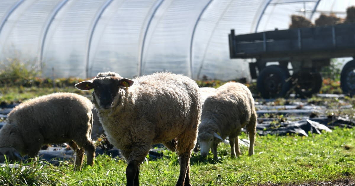 Eurometropole. Diesen Sonntag, 15. Juni, führt die Tour des Fermes Richtung Westen.