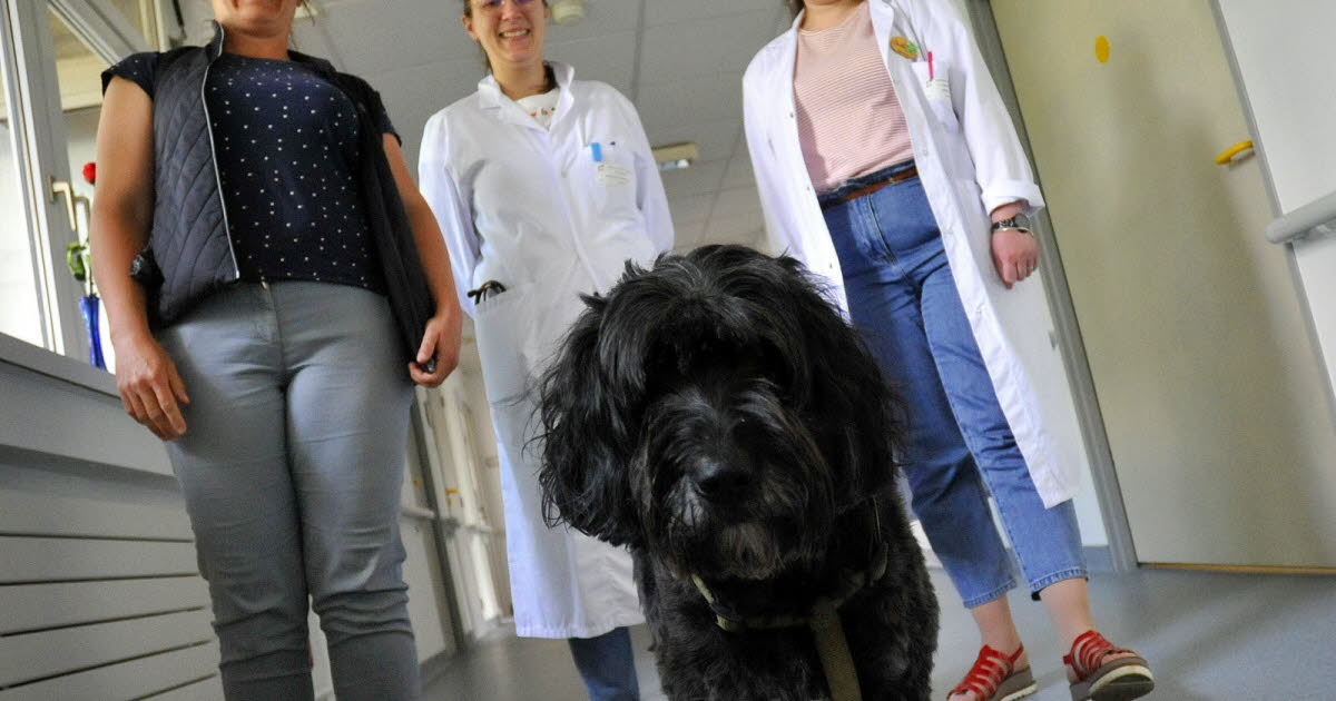 Colmar. Sivil hastaneler: Olive adlı köpek, palyatif bakım hastalarına rahatlık getiriyor