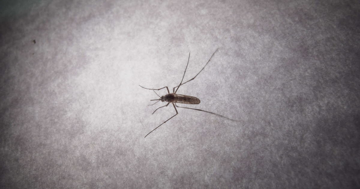 Saúde. Chikungunya: 12 focos de transmissão identificados na França continental, 31 casos no total