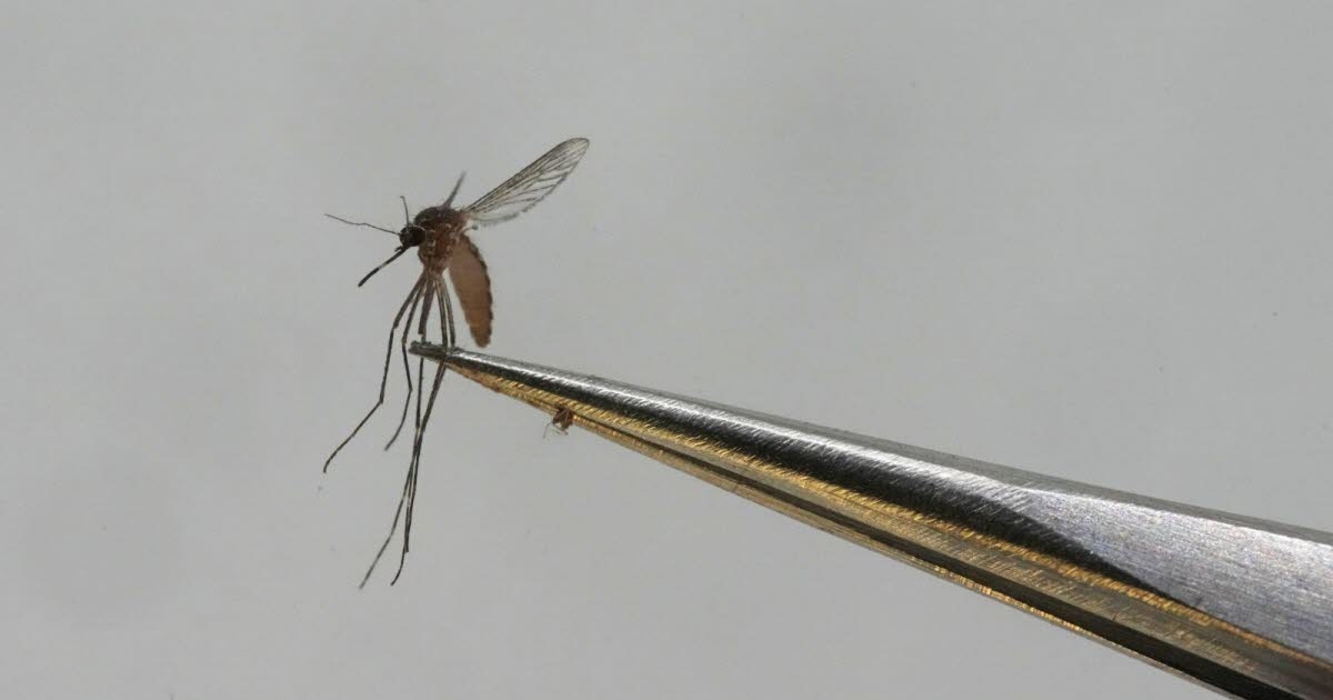 Réchauffement climatique. La dengue et le chikungunya, des maladies bientôt banales en Europe ?