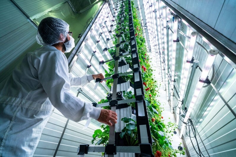 Erdbeeren in der Senkrechten: vGreens sammelt zwei Millionen Euro für KI im Gewächshaus ein