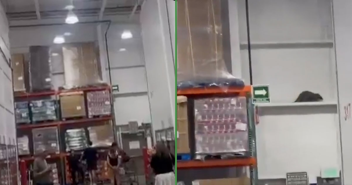 Un ratto gigante è stato catturato al Costco e ora... chi vuole la torta?