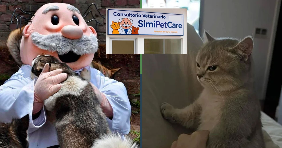 Simi Dierenartsen geeft een gelimiteerde oplage knuffels weg aan katten die de dierenarts niet krabben.