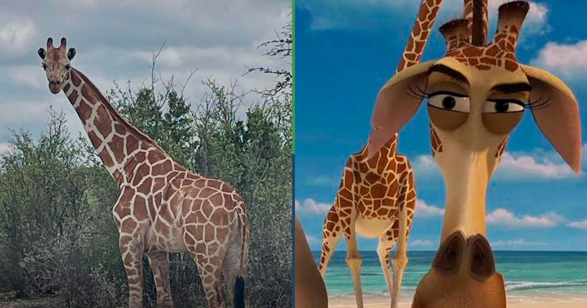 ¿No estará en Madagascar? Se les perdió una jirafa en Texas y nomás no logran encontrarla