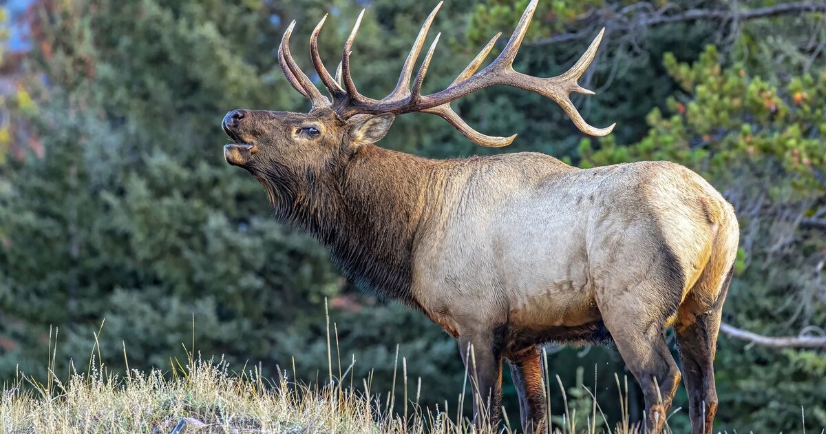 Animal wiped out from Britain could finally return after 3,000 years