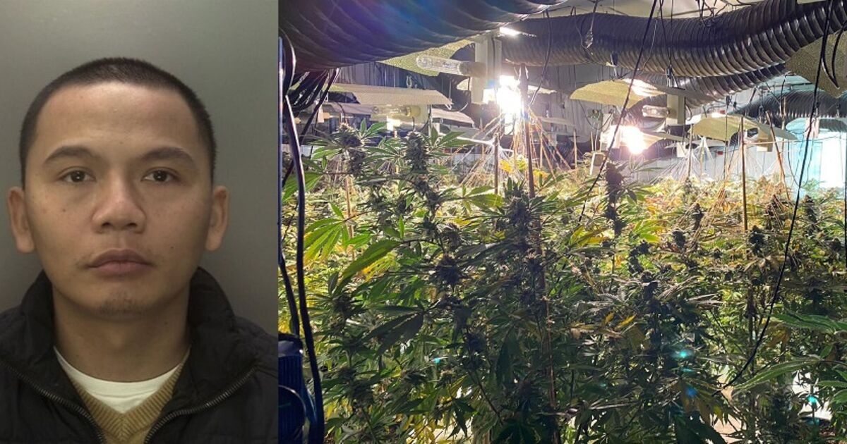 Watch moment Bentley-driving drug kingpin is seized for running network of cannabis farms