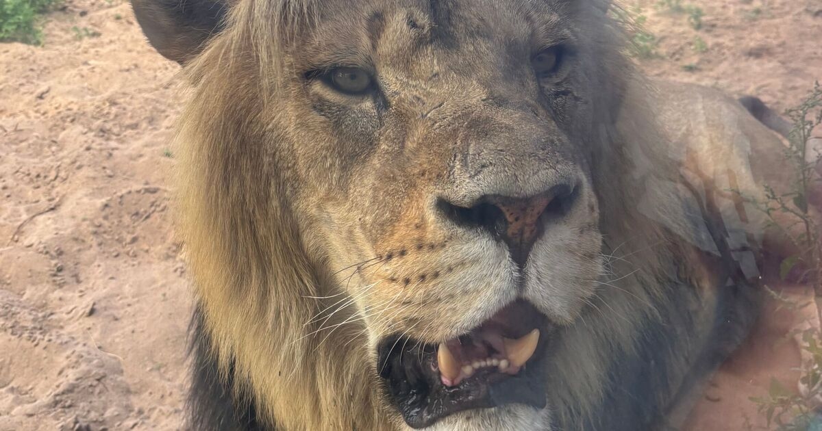 Los huéspedes de un safari en el Reino Unido se llevan una sorpresa a primera hora de la mañana.
