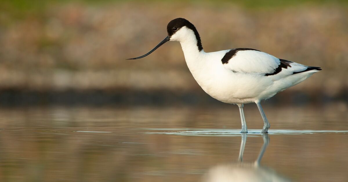 Rare bird 'brought back from brink' makes UK history