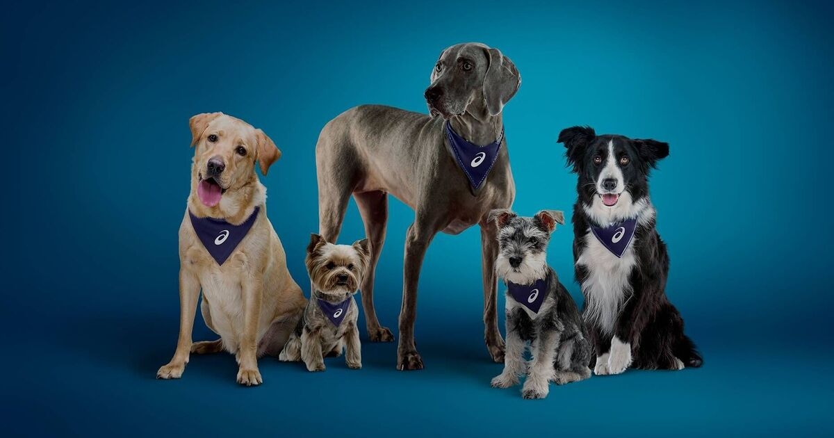 10 köpek sahibinden yedisi, evcil hayvanlarının egzersiz yapmaları için en büyük motivasyon kaynağı olduğunu söylüyor