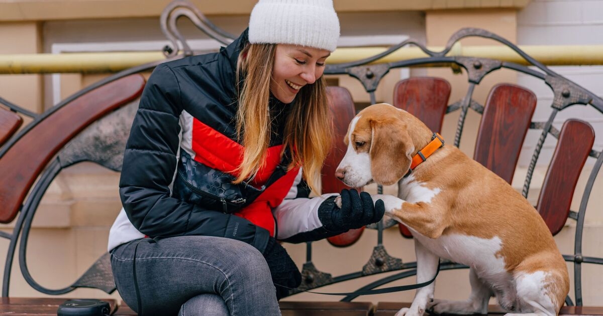 Seu cachorro está dizendo algo específico se ele dá uma patada em você