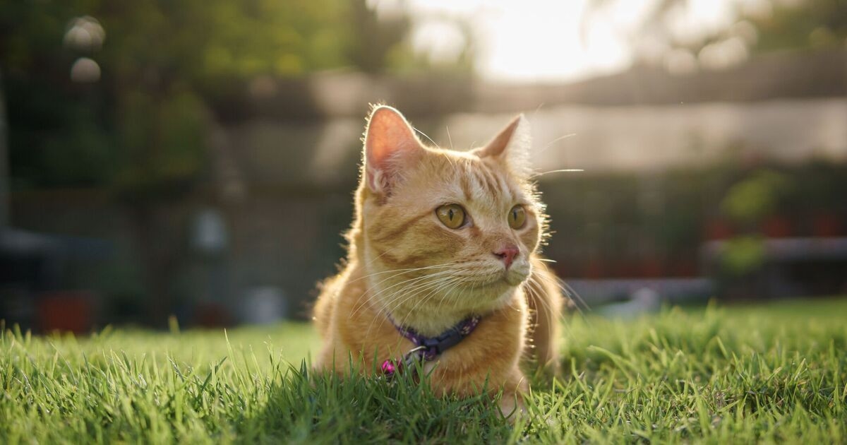 Cats with dementia could be 'key' to treating humans with condition