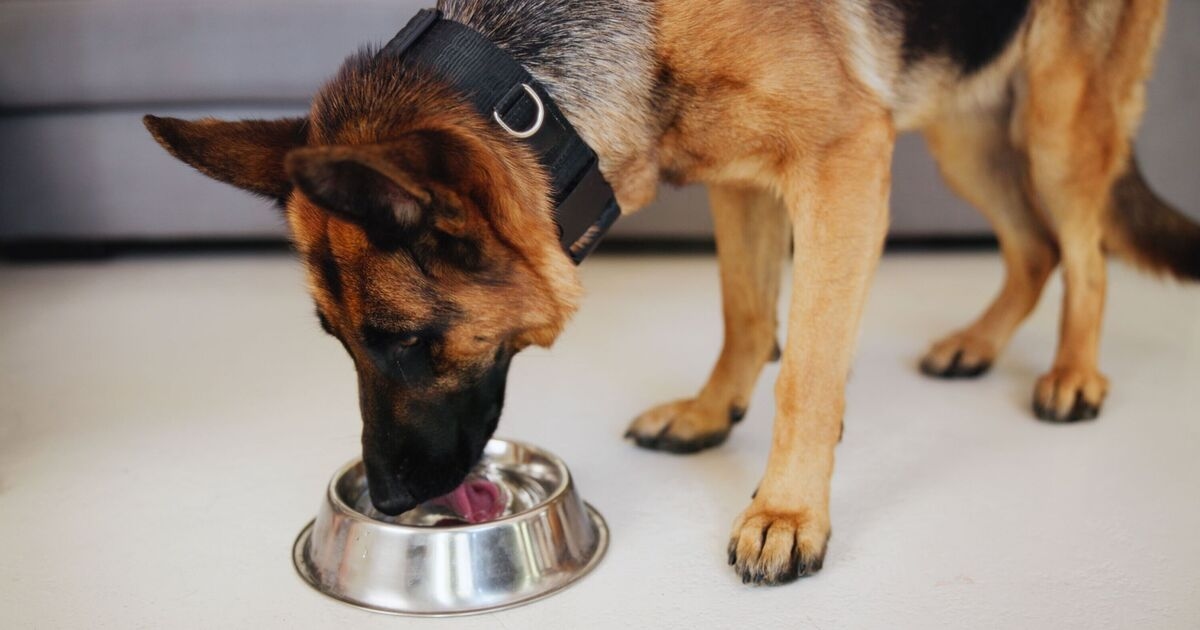 El veterinario dice que cambiar la frecuencia con la que alimenta a su perro podría tener importantes beneficios