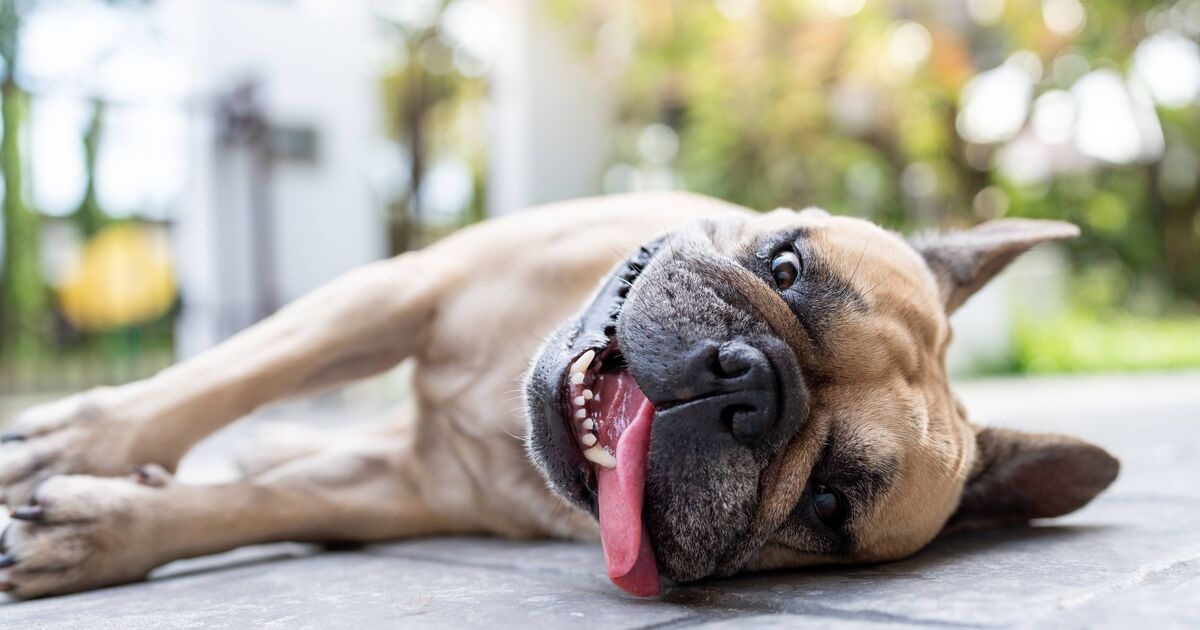 3 things to avoid doing if you think your dog has heatstroke