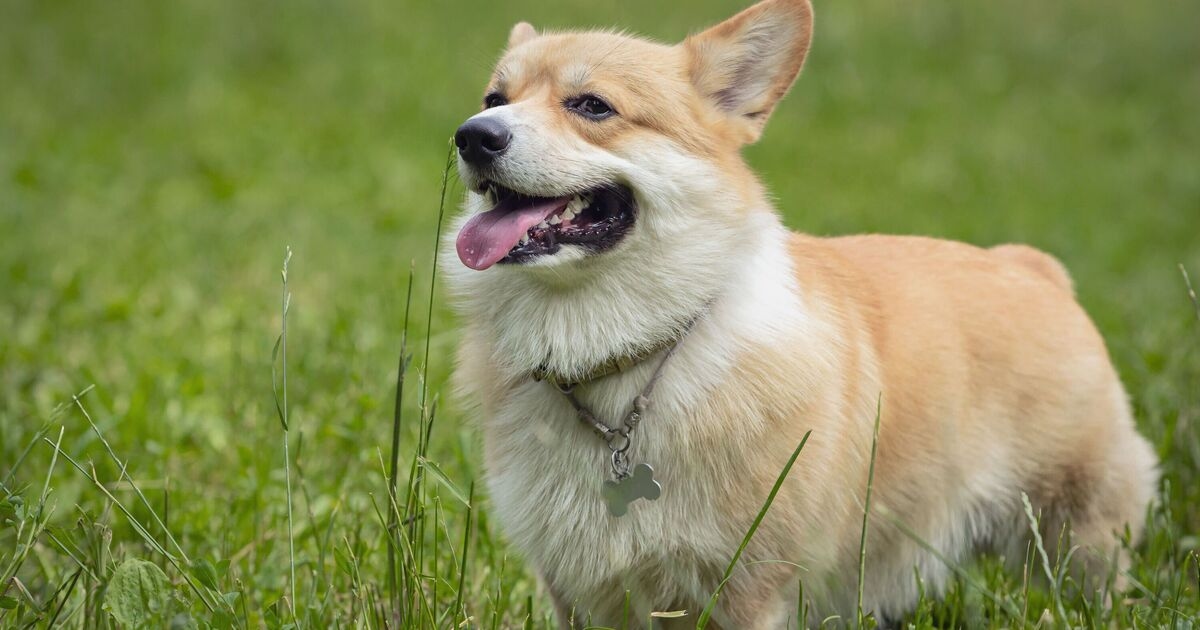 Vet urges pet owners to watch for seven worrying signs during heatwave