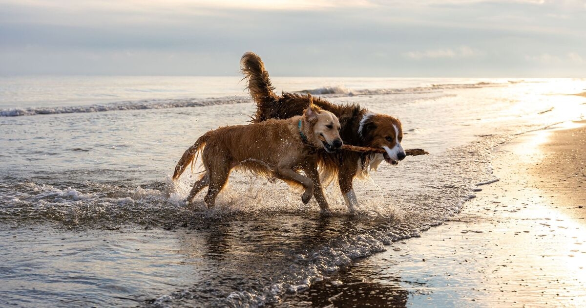 Expert says 'call your vet' if you spot these seven symptoms in dogs