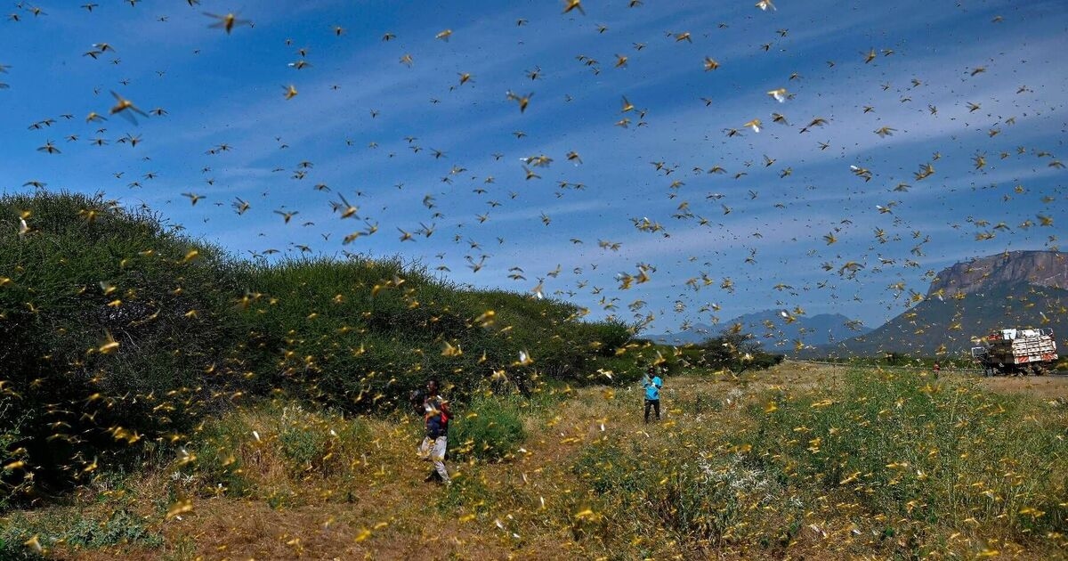 La terrificante verità dietro la piaga biblica delle locuste finalmente scoperta dagli scienziati