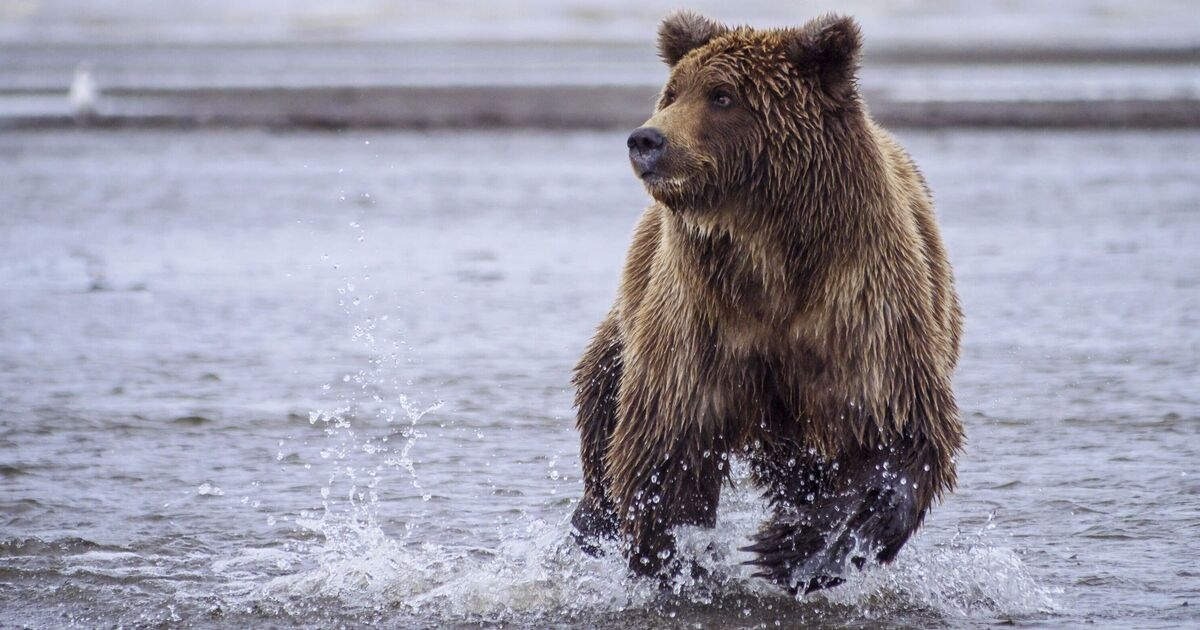 Uwięzienie nielegalnych imigrantów w „Bear Alcatraz” ujawnione jako nowy „dziki” pomysł asystenta Trumpa