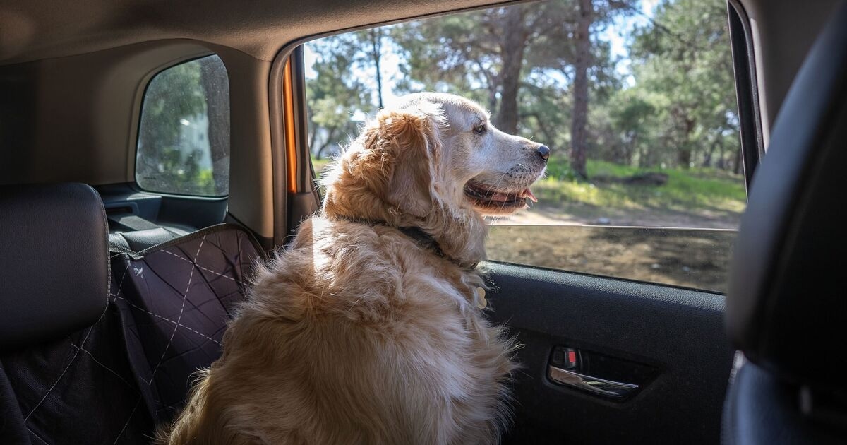 Drivers could risk £5,000 fine for mistake they make with dogs in the car