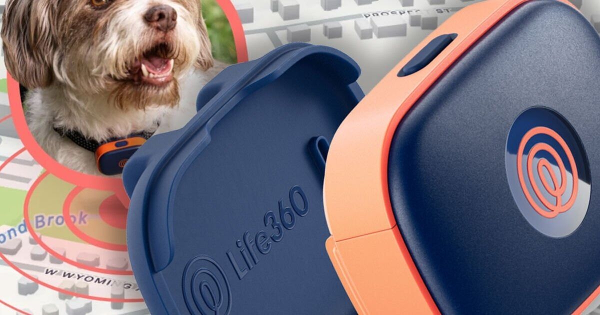 Le concurrent de l'Apple AirTag vous aide à retrouver votre animal perdu grâce à la technologie GPS