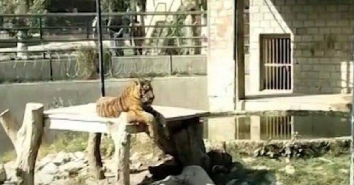 Tigers maul man to death after he jumps into zoo enclosure