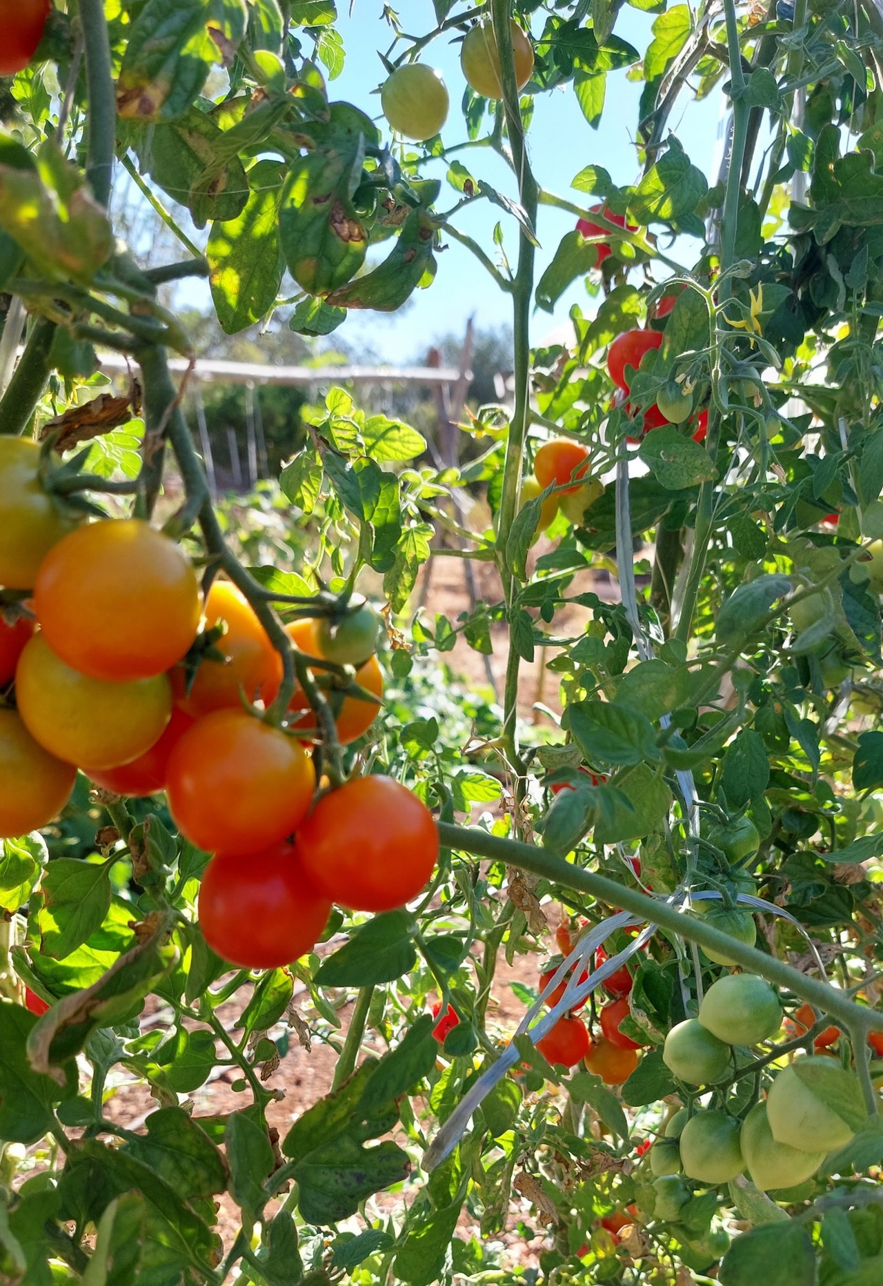 Portugal, tercer país en producción de tomate