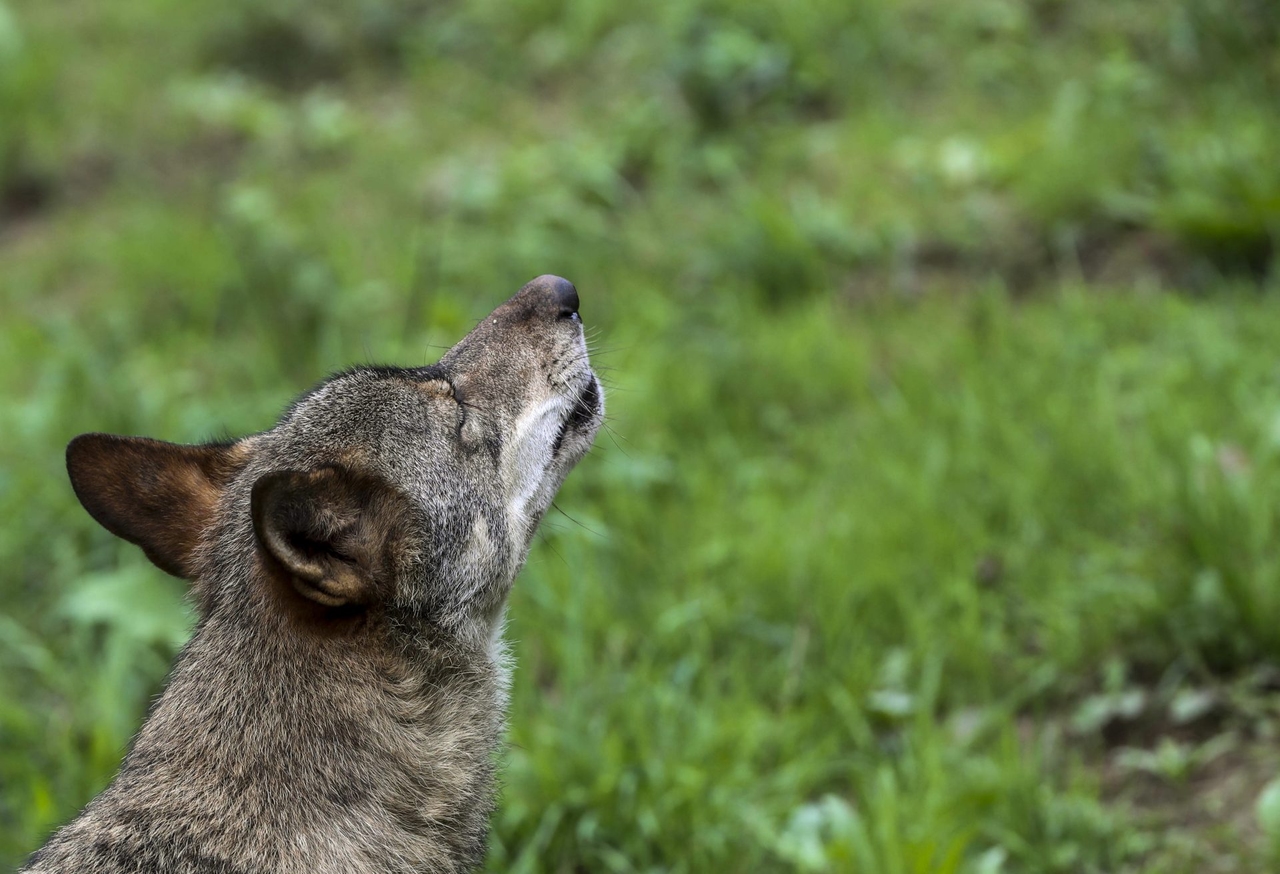 La mayoría de CCAA apoya que la situación del lobo es favorable, mientras el Gobierno mantiene que no