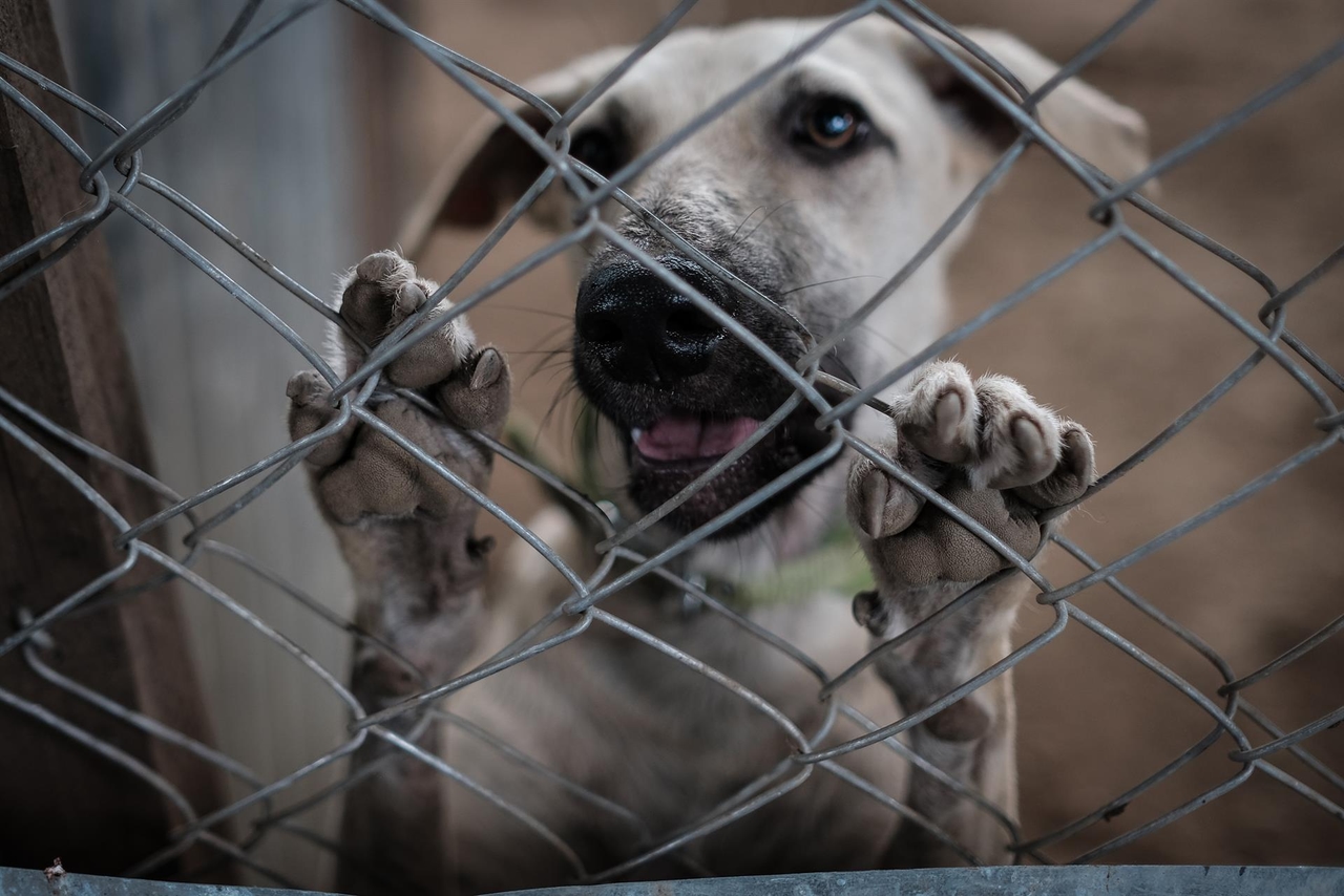 A court has seized a laboratory in India for "extreme cruelty" to monkeys and dogs.