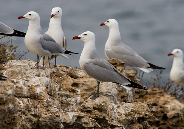 Audouins meeuw. Weer een jaar waarin we onze gevleugelde schat bestuderen. Door Francisco José Pérez Ruiz (technisch team van Audouins Gull Monitoring)