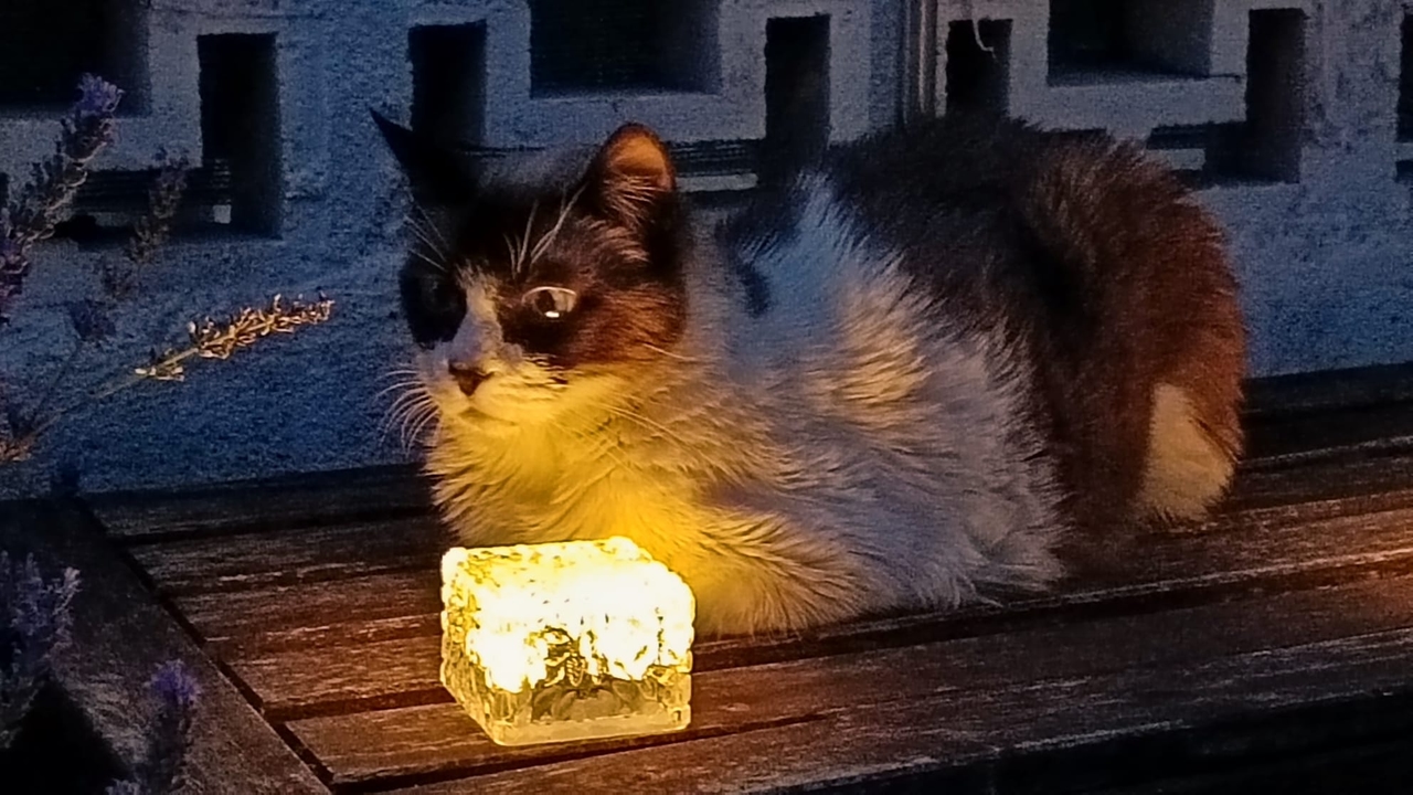 Fernando Ocaña (Saving Furry Friends): Jakość człowieka mierzy się również tym, jak traktujemy koty domowe