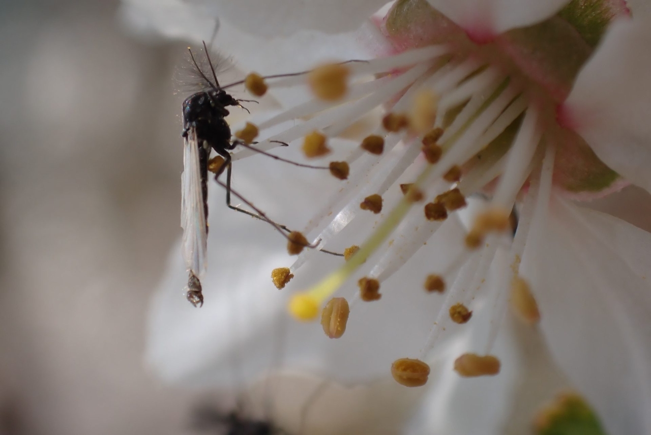 Climate change is reducing the size and survival of aquatic insects, according to a study.