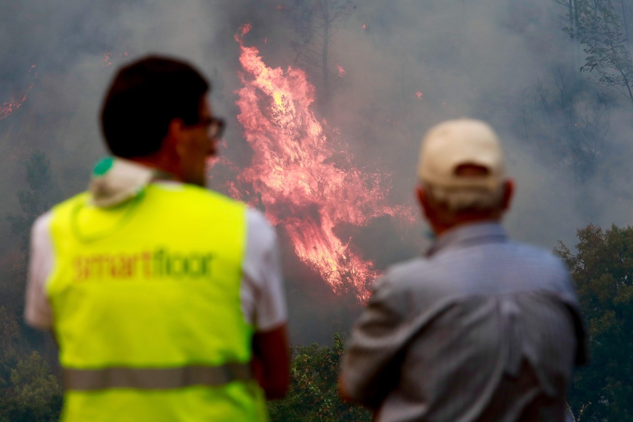 Portugal has burned more than 216,000 hectares this year, according to Copernicus estimates.
