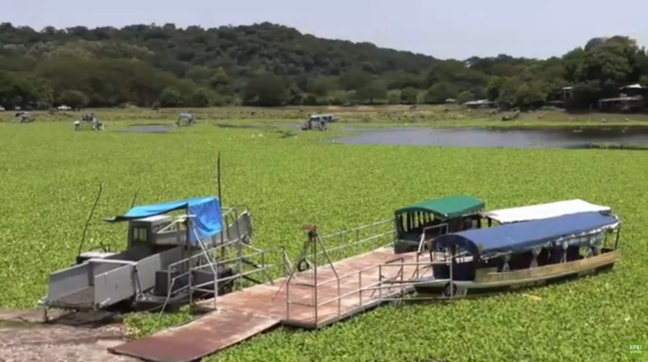 Crise no Lago Suchitlán, onde a alface-d'água cobre quase tudo e afeta o turismo e a pesca.
