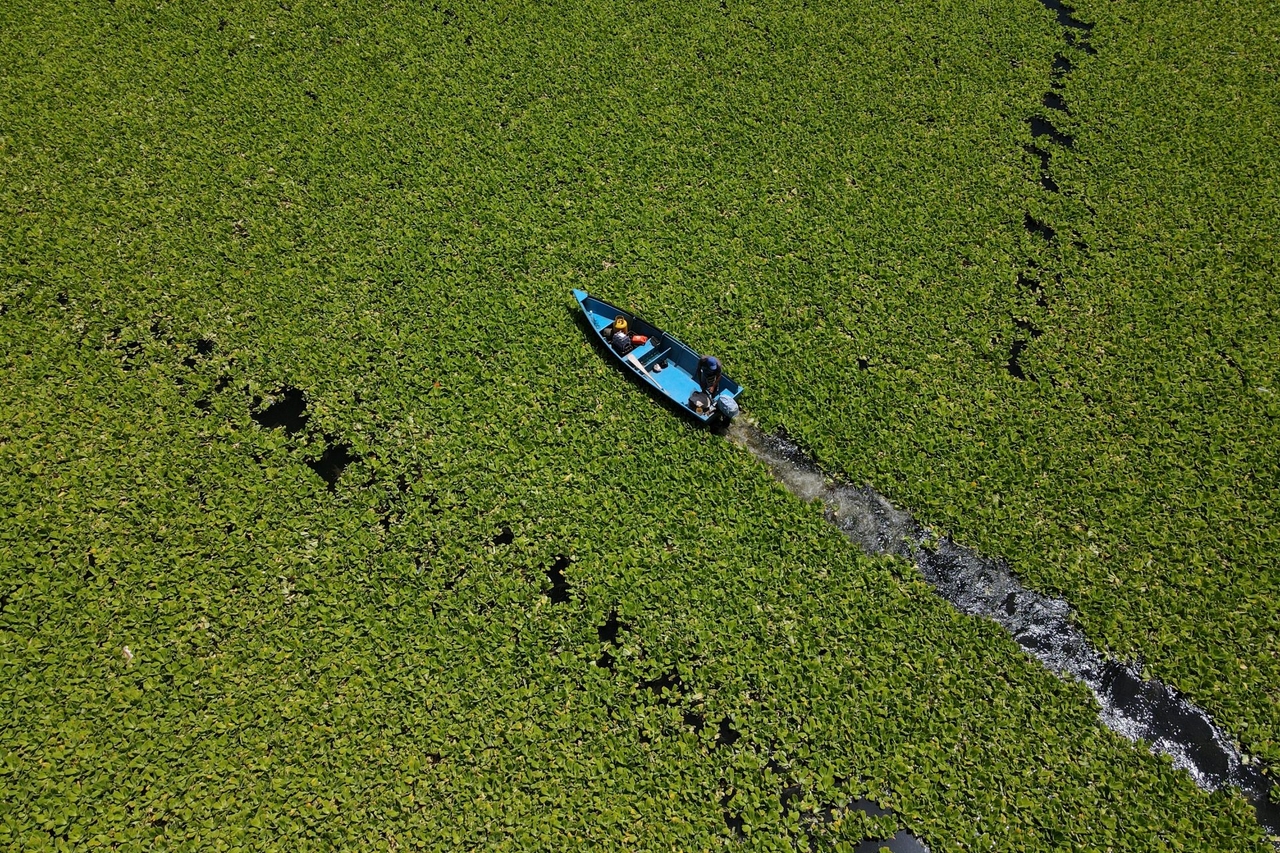 Five invasive aquatic species from South America are proliferating in the world's rivers and lakes.