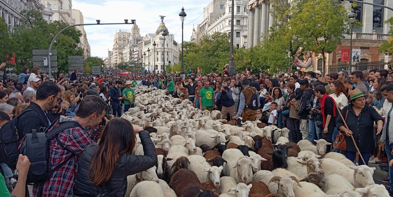 Mais de 10.000 pessoas celebram o Festival da Transumância e o legado rural de Suso Garzón em Madri.