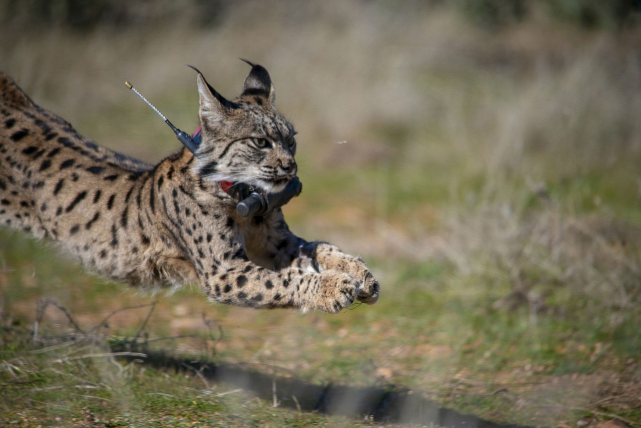 El lince ibérico sigue recuperándose y aumentó hasta los 2.663 ejemplares en 2025