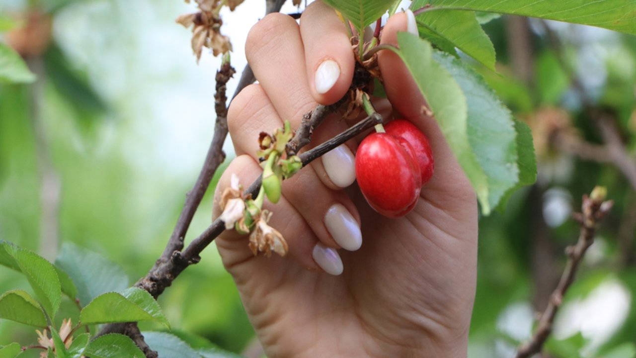 Alto rendimento, alto interesse: a temporada de cerejas começou