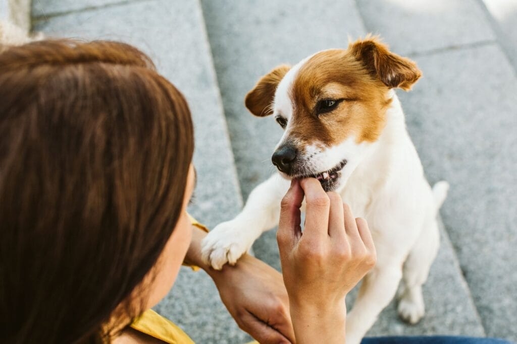 Snack per animali domestici: la guida completa all'addestramento, alle coccole e alla cura del tuo compagno