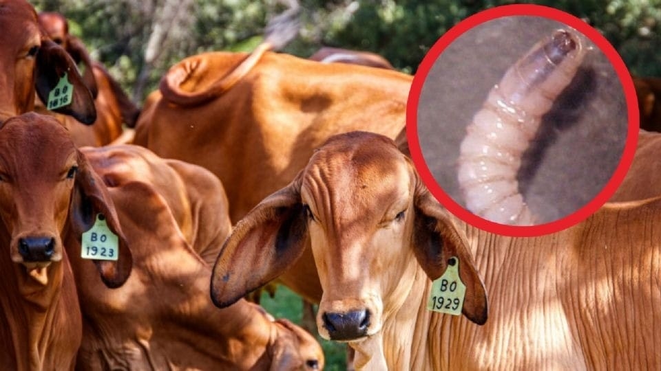 Sheinbaum Califica de «Injusta» la Suspensión de EEUU a Importaciones de Carne Mexicana por Gusano Barrenador
