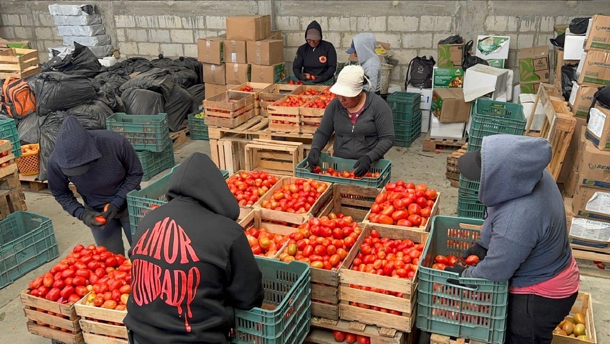 Tomato producers seek minimum price to sustain exports to the US