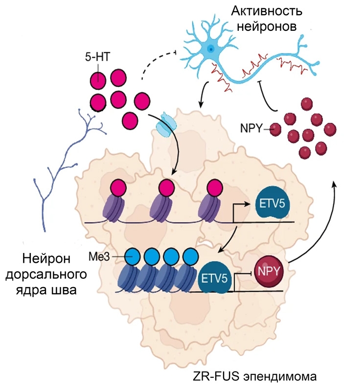 Serotonin beyin tümörlerinin büyümesinin kontrolünde doğrudan rol oynar.