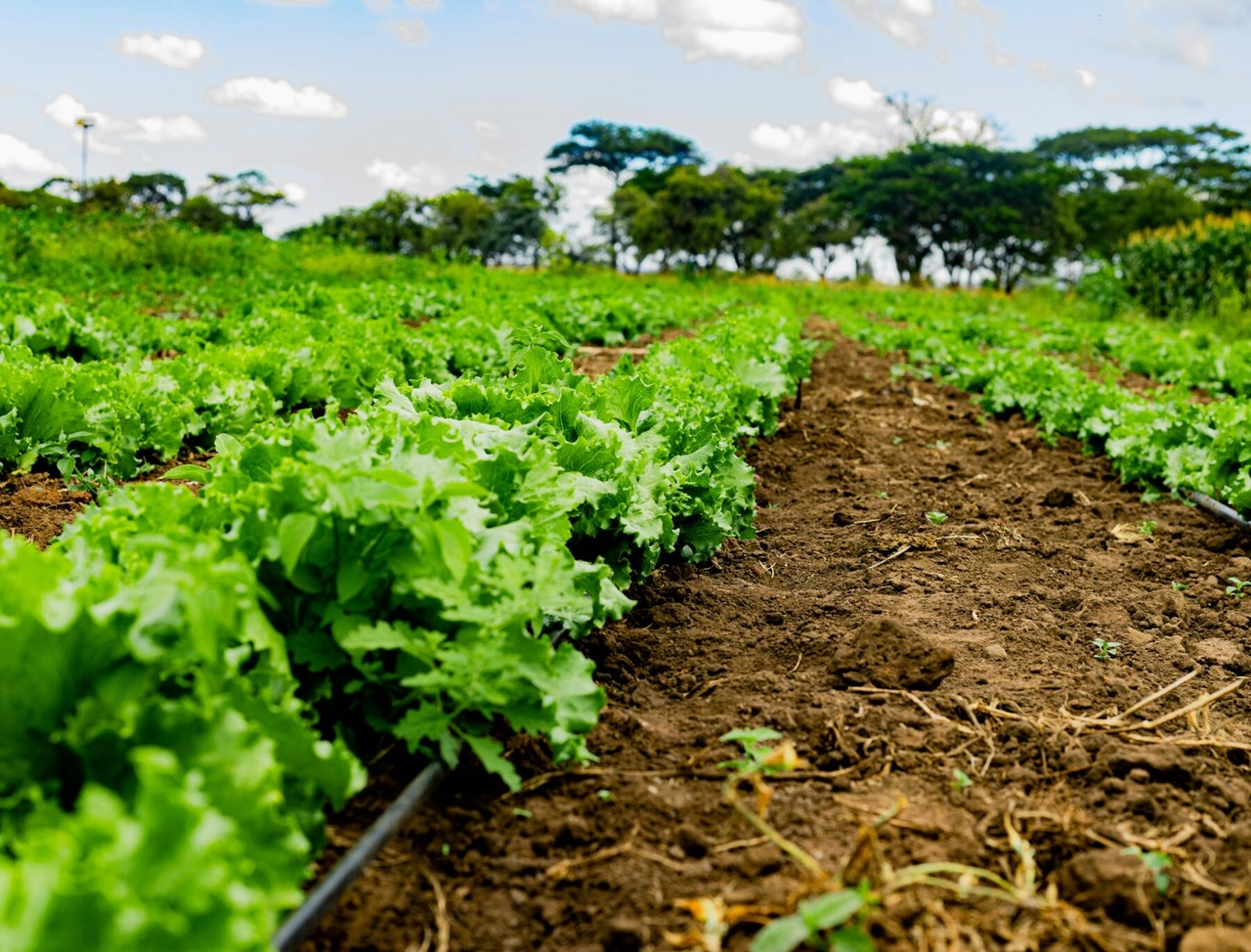 Prevenzione 231 e reati agroalimentari