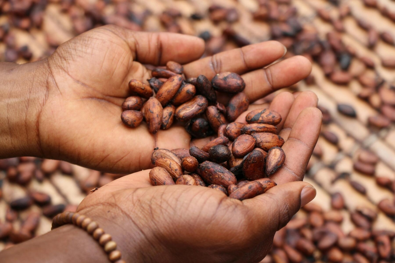 Nestlé étend son programme visant à améliorer les moyens de subsistance tout au long de la chaîne d'approvisionnement du cacao