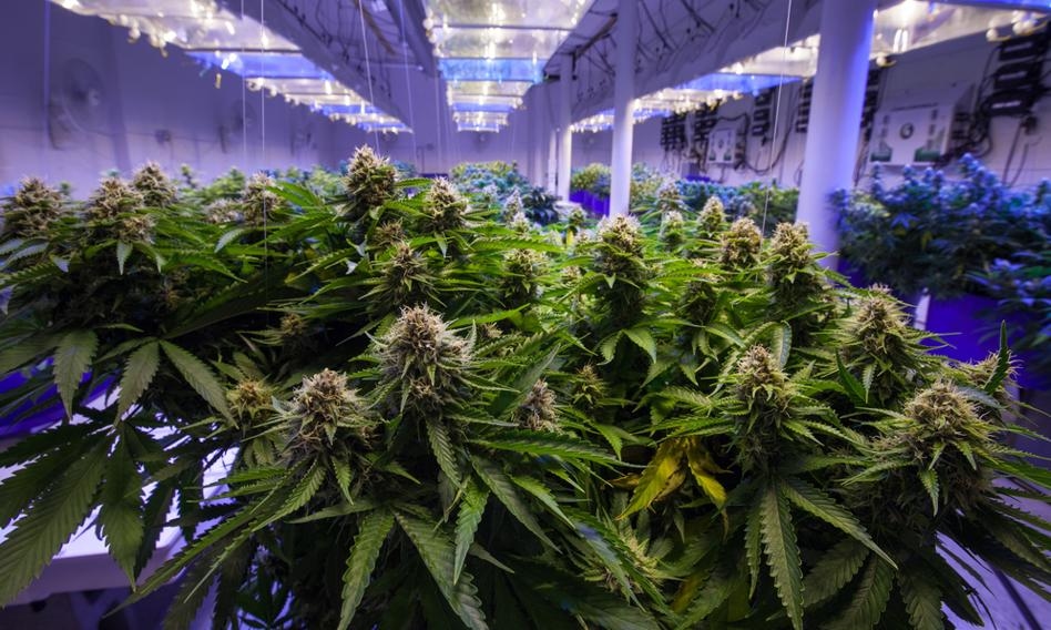 Marijuana is on top. It is the most commonly used substance after alcohol, caffeine and nicotine