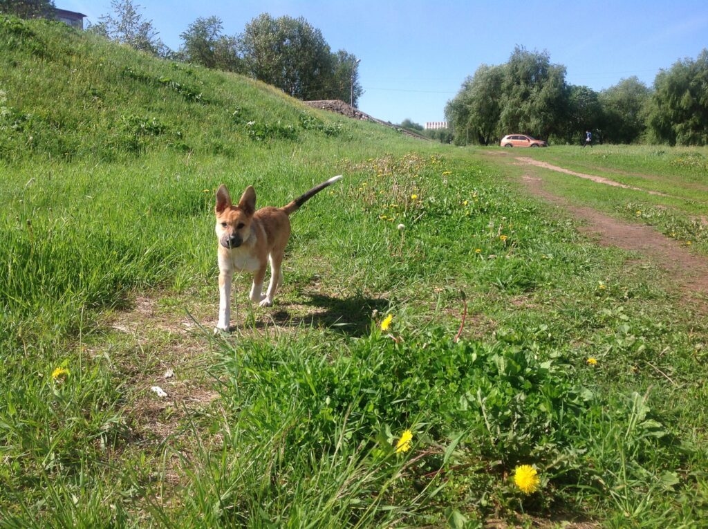 Perros en libertad: los residentes de Nóvgorod ya reciben multas por no supervisar a sus perros.
