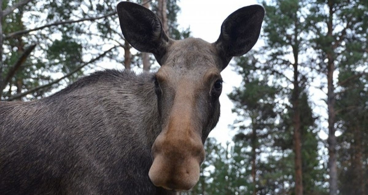 Vrouw uit Novgorod moet 80.000 dollar betalen voor ongeluk met eland