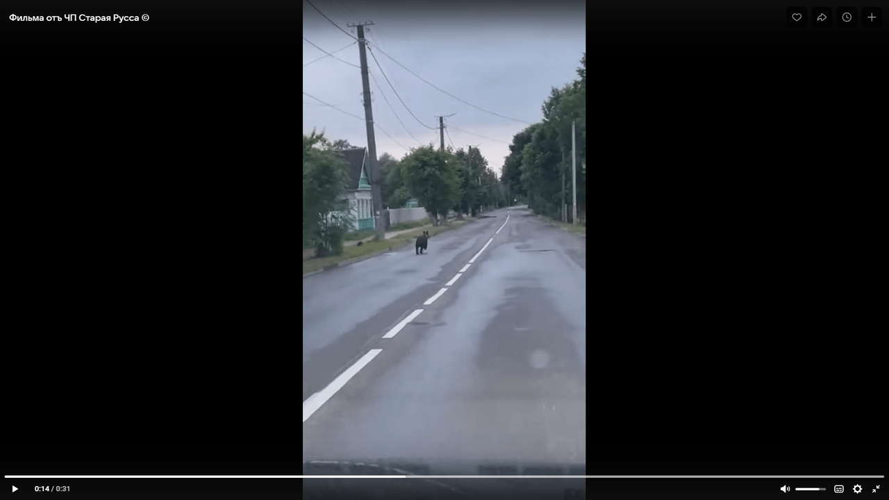 Un oso visitó Staraya Russa al amanecer.