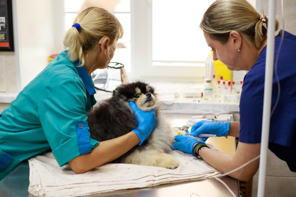 “Eles nos tornam mais gentis” – especialistas do posto veterinário da cidade compartilham as complexidades de seu trabalho