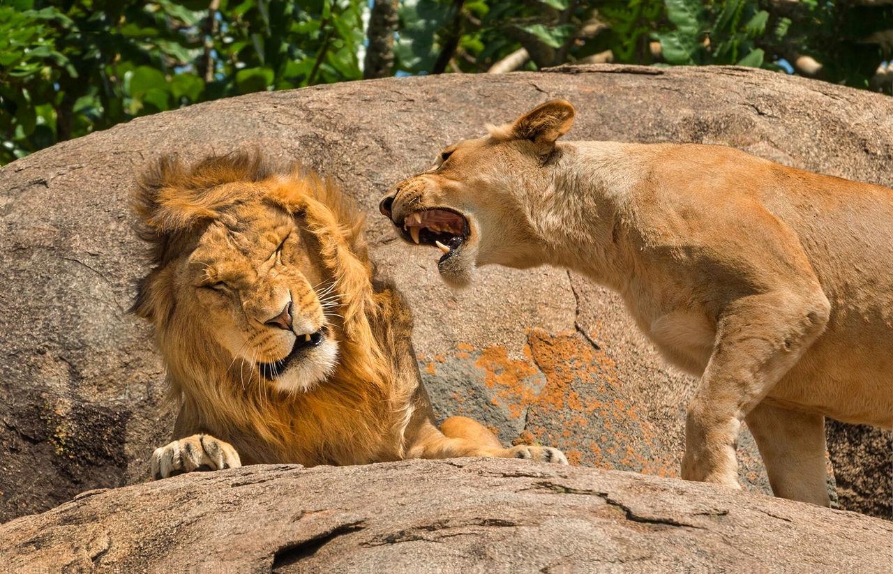 Ogród zoologiczny prosi odwiedzających o przekazanie swoich zwierząt domowych na karmę dla mięsożerców, którzy zostali nakarmieni lwami w mediach społecznościowych